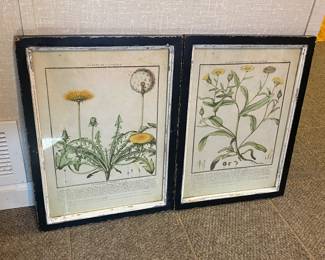 Framed botanicals