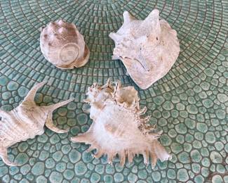 I see sea shells!  Nice and big!  Just $5.00 each!!