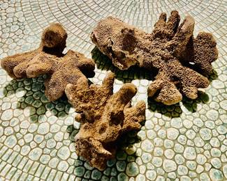 Natural coral.  Larger size just $5.00 each!