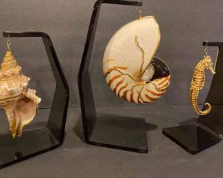 Gold Rimmed Nautilus Sea Horse Conch Shell