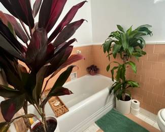 Plants and bathroom accessories, plenty more 
