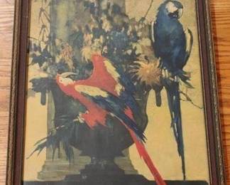 785 - Vintage framed parrot print, 13.5 x 7.5
