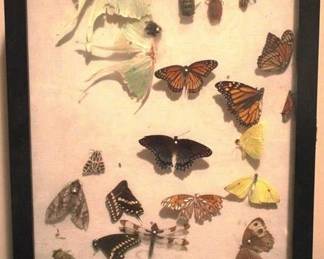 449 - Display Case - Assorted Insects 15 x 12 Inches
