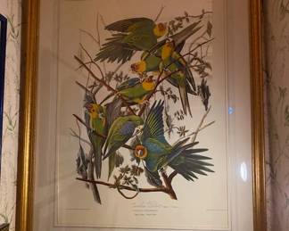 Framed Parrot lithograph    "Carolinas Parrot"  (Engraved and printed by R Havel / London) 