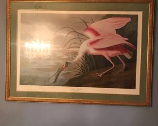 Framed Print:  Rosbate Spoonbull     