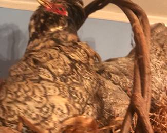 Taxidermy  Stuffed Chicken in a  Basket.