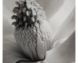 1009
Imogen Cunningham
1883-1976
"Magnolia Blossom (Tower Of Jewels)," 1925
Estate print mounted to a board mount
Unsigned; with the Imogen Cunningham Trust printers mark on the mount, lower right; titled and dated on the Imogen Cunningham Trust label affixed to the mount, verso
Image/Sheet: 9.5" H x 7.25" W; Mount: 14.5" H x 11.5" W
Estimate: $1,000 - $1,500