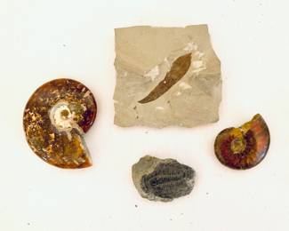 FOSSILS