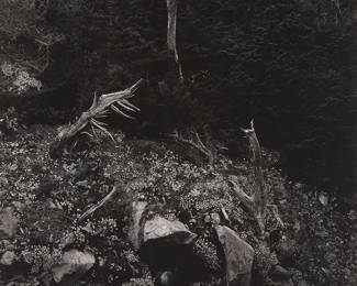 24
Edward Weston
1886-1958
"Cypress And Stone Crop, Point Lobos," From The "Fiftieth Anniversary Portfolio," 1946
Gelatin silver print on paper mounted to a thin board mount
Edition: Printed 1951, from an edition of 100
Initialed and dated in pencil on the mount, at right: EW; with an ink stamp and number notation in pencil on the mount, verso: Portfolio Print No. 9
Image/Sheet: 9.5" H x 7.5" W; Mount: 16" H x 13.75" W
Estimate: $4,000 - $6,000