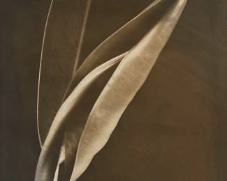 16
Imogen Cunningham
1883-1976
"Rubber Plant 3" Circa 1929
Silver bromide enlargement print on glossy paper mounted to a thin board mount
Signed in pencil on the mount, lower right: Imogen Cunningham; titled on the artist's Mills College label affixed to the verso of the mount
Image/Sheet: 9" H x 7.25" W; Mount: 16" H x 14" W
Estimate: $3,000 - $5,000