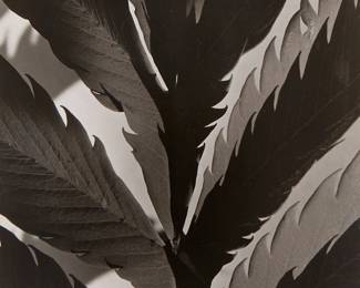 18
Imogen Cunningham
1883-1976
"Leaf Pattern," 1929
Gelatin silver print on paper mounted to a board mount
Signed and dated in pencil on the mount, at right: Imogen Cunningham; titled and dated again on the artist's label affixed to the verso of the mount
Image/Sheet: 12" H x 8.625" W; Mount: 18.75" H x 15" W
Estimate: $1,000 - $1,500