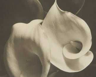 15
Imogen Cunningham
1883-1976
"Two Callas," 1925-1929
Silver bromide enlargement print on paper mounted to a thin board mount
Signed in pencil on the mount, at right: Imogen Cunningham; titled on the artist's Mills College label affixed to the verso of the mount
Image/Sheet: 9.75" H x 7.375" W; Mount: 16" H x 14" W
Estimate: $100,000 - $200,000