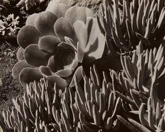 20
Edward Weston
1886-1958
"Succulent," 1930
Gelatin silver print on paper mount to a thin board mount
Edition: 4/50
Initialed and numbered in pencil on the mount, at left: EW; inscribed in pencil on the verso of the mount: To Sally Flavin / a portrait of her garden / hung in my first New York exhibit / Edward Weston
Image/Sheet: 7.5" H x 9.5" W; Mount: 10" H x 13" W
Estimate: $8,000 - $12,000