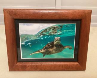 CCS128 Koa Framed Art Photo Of A Honu Turtle