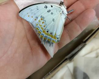 Butterfly collection.