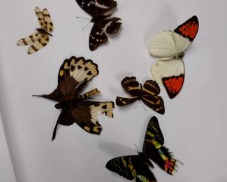 Butterfly collection