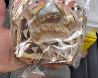 Butterfly collection.