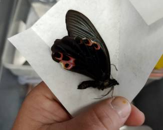 Butterfly collection.