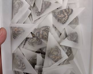 Butterfly collection.
