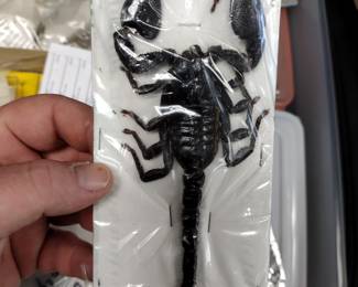 Awesome large scorpion