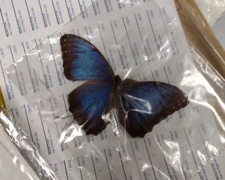 Butterfly collection.