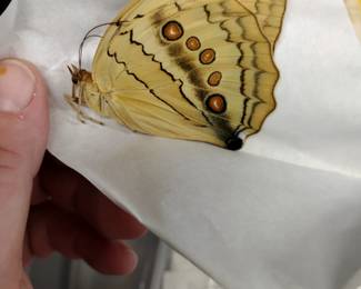 Butterfly collection.