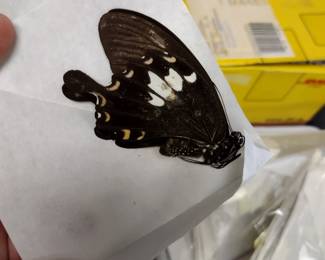 Butterfly collection.