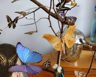 Butterfly tree real butterflies