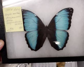 Butterfly collection