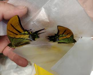 Butterfly collection.