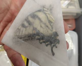 Butterfly collection.