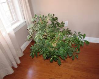 Couple of nice plants looking for a new home