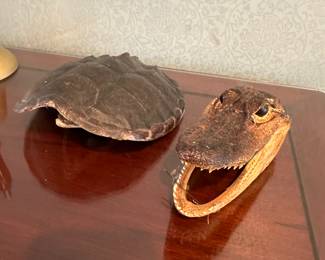Turtle & Gator taxidermy 