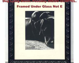Lot 739 Black and white Photograph Print of Dog Lying Down. Possibly DIEGO UCHITEL. Framed Under Glass Not E