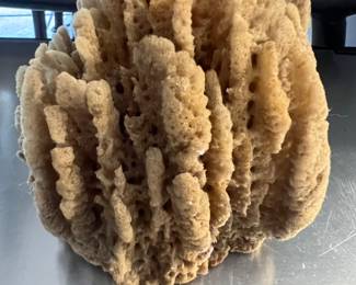 Sea sponge