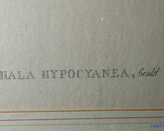 JOHN GOULD, H.C. RICHTER Antique Hand Colored Lithograph - Hummingbirds