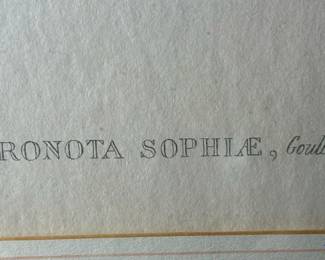 JOHN GOULD, H.C. RICHTER Antique Hand Colored Lithograph - Hummingbirds