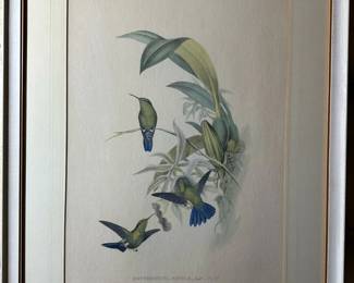 JOHN GOULD, H.C. RICHTER Antique Hand Colored Lithograph - Hummingbirds