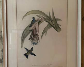JOHN GOULD, H.C. RICHTER Antique Hand Colored Lithograph - Hummingbirds
