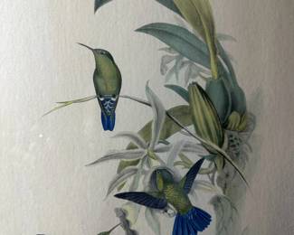 JOHN GOULD, H.C. RICHTER Antique Hand Colored Lithograph - Hummingbirds