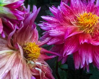 NicoleMartinell NaturesColorsCollideFullSpectrum Photography 24wx18H $575