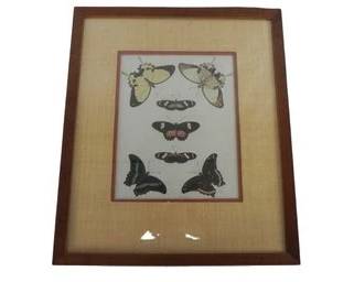 Antique Vintage Butterflies And Or Moths, Chromolithography, Naturalist Prints 1 Of 3 Available - Great Frames