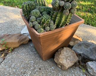 beautiful cactus planter