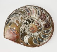 MASSIVE Natural Stone Ammonite Fossil 10.25 Inch Wide

