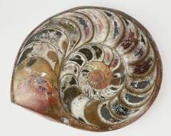 MASSIVE Natural Stone Ammonite Fossil 10.25 Inch Wide
