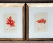 Pair of of Fantastic Nature Prints by Henry Bradbury Silver Gilt Framed f Art Seaweed Ocean Sea Art
