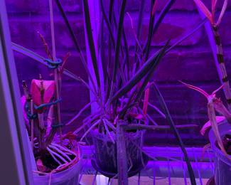 Orchids, bamboo, & more live plants in Amherst MA 01002, many in gorgeous tera cotta pots