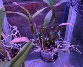 Orchids, bamboo, & more live plants in Amherst MA 01002, many in gorgeous tera cotta pots