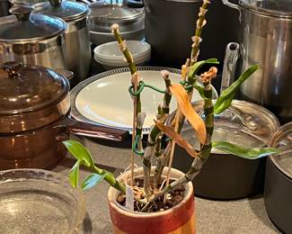 Orchids, bamboo, & more live plants in Amherst MA 01002, many in gorgeous tera cotta pots