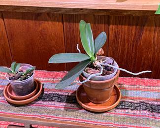 Orchids, bamboo, & more live plants in Amherst MA 01002, many in gorgeous tera cotta pots